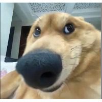 安可
